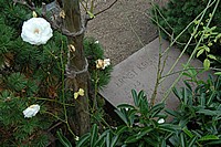 Grab Ernst Kreuder im Alten Friedhof